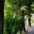 Bakonyi Vadász Háza Bakonykúti - Külső kép