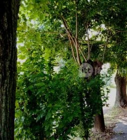 Bakonyi Vadász Háza