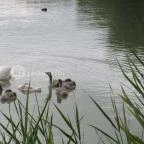 Balatongyöröki Strand Balatongyörök - 