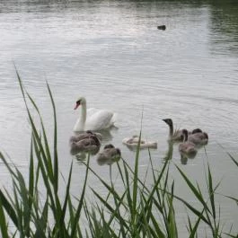 Balatongyöröki Strand, Balatongyörök - 