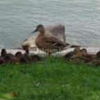 Balatongyöröki Strand Balatongyörök - 