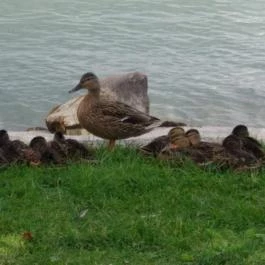 Balatongyöröki Strand, Balatongyörök - 