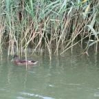 Balatongyöröki Strand Balatongyörök - 