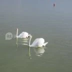 Balatongyöröki Strand Balatongyörök - 