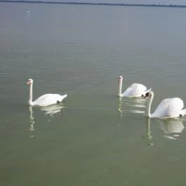 Balatongyöröki Strand Balatongyörök - Egyéb