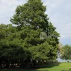 Balatongyöröki Strand Balatongyörök - 