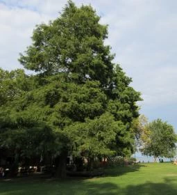 Balatongyöröki Strand