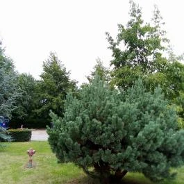 Borostyán Med Hotel, Nyíradony-Tamásipuszta - Medence/kert