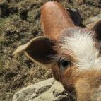 Bőszénfai Szarvasfarm Bőszénfa - 