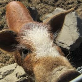Bőszénfai Szarvasfarm, Bőszénfa - 
