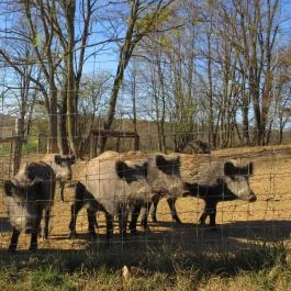Bőszénfai Szarvasfarm, Bőszénfa - 