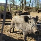 Bőszénfai Szarvasfarm Bőszénfa - 