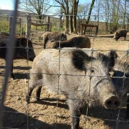 Bőszénfai Szarvasfarm, Bőszénfa - 