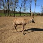 Bőszénfai Szarvasfarm Bőszénfa - 