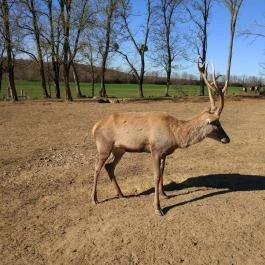 Bőszénfai Szarvasfarm, Bőszénfa - 
