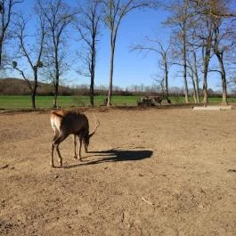 Bőszénfai Szarvasfarm, Bőszénfa - 