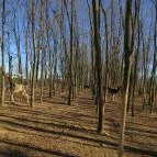 Bőszénfai Szarvasfarm Bőszénfa - 