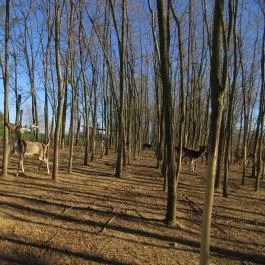 Bőszénfai Szarvasfarm, Bőszénfa - 
