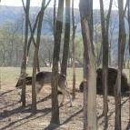 Bőszénfai Szarvasfarm Bőszénfa - 