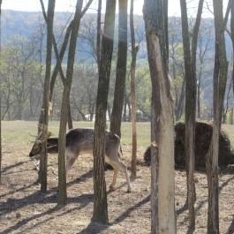 Bőszénfai Szarvasfarm, Bőszénfa - 