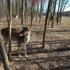 Bőszénfai Szarvasfarm Bőszénfa - 