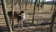 Bőszénfai Szarvasfarm Bőszénfa - 