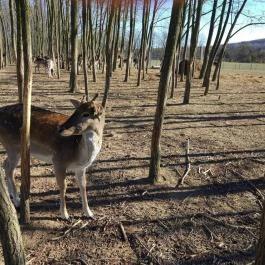 Bőszénfai Szarvasfarm, Bőszénfa - 