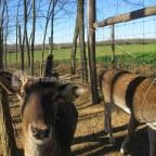 Bőszénfai Szarvasfarm Bőszénfa - 