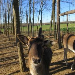 Bőszénfai Szarvasfarm, Bőszénfa - 