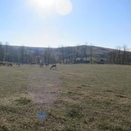 Bőszénfai Szarvasfarm, Bőszénfa - 