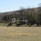 Bőszénfai Szarvasfarm Bőszénfa - 