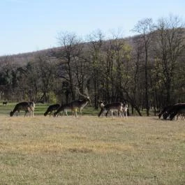 Bőszénfai Szarvasfarm, Bőszénfa - 