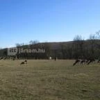 Bőszénfai Szarvasfarm Bőszénfa - 