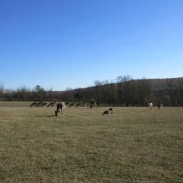Bőszénfai Szarvasfarm, Bőszénfa - 