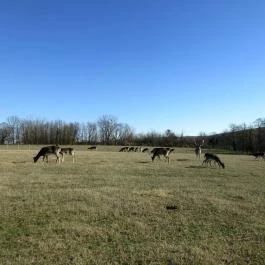 Bőszénfai Szarvasfarm, Bőszénfa - 