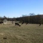 Bőszénfai Szarvasfarm Bőszénfa - 