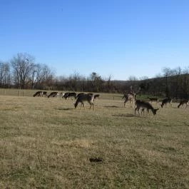 Bőszénfai Szarvasfarm, Bőszénfa - 