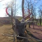 Bőszénfai Szarvasfarm Bőszénfa - 