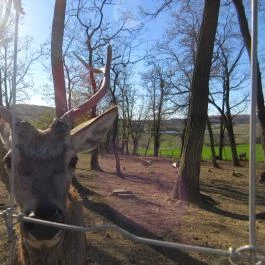 Bőszénfai Szarvasfarm, Bőszénfa - 