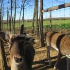 Bőszénfai Szarvasfarm Bőszénfa - 