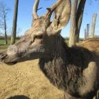 Bőszénfai Szarvasfarm Bőszénfa - 