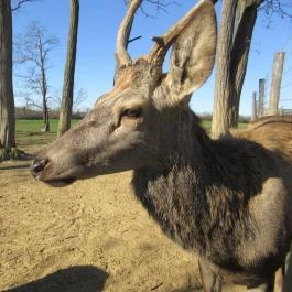 Bőszénfai Szarvasfarm, Bőszénfa - 