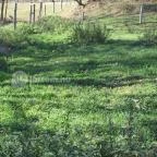 Bőszénfai Szarvasfarm Bőszénfa - 