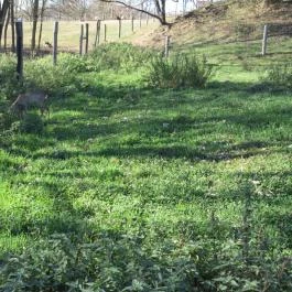 Bőszénfai Szarvasfarm, Bőszénfa - 