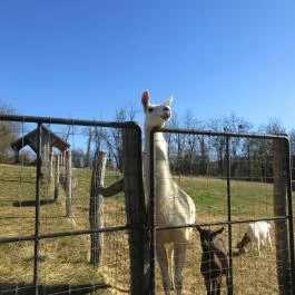 Bőszénfai Szarvasfarm, Bőszénfa - 