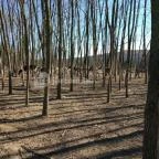 Bőszénfai Szarvasfarm Bőszénfa - 