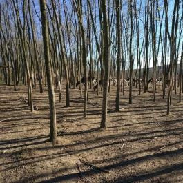 Bőszénfai Szarvasfarm, Bőszénfa - 