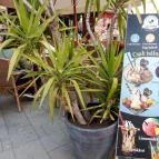 Caffe Gelato Győr - Egyéb