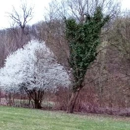 Erzsébet Park Hotel, Parádfürdő - Környék