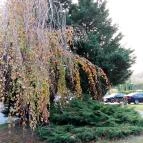 Fagus Hotel Sopron - Egyéb